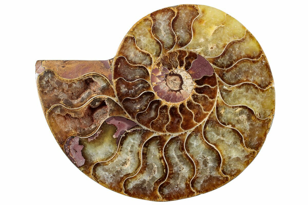 1 Pc Half Cut Natural Ammonite Shell Fossil Specimen Madagascar