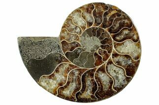 Cut & Polished Ammonite Fossil (Half) - Madagascar #296519