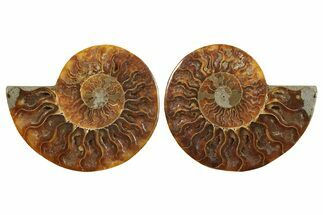 Cut & Polished, Crystal-Filled Ammonite Fossil - Madagascar #296482