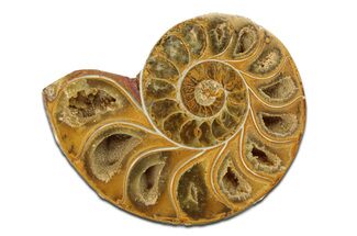 Jurassic Cut & Polished Ammonite Fossil (Half) - Madagascar #289246