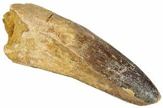 Fossil Spinosaurus Tooth - Real Dinosaur Tooth #296539