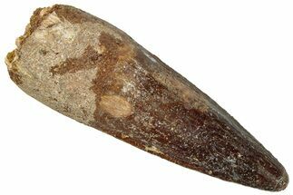 Fossil Spinosaurus Tooth - Real Dinosaur Tooth #296571