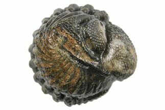 Wide Enrolled Morocops Trilobite - Morocco #296598