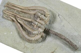 Fossil Crinoid (Agaricocrinus) - Crawfordsville, Indiana #296784