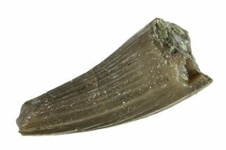 Fossil Crocodyliform (Goniopholidid) Tooth - Colorado #296668