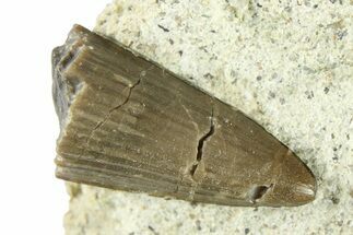 Fossil Crocodyliform (Goniopholidid) Tooth - Colorado #296687