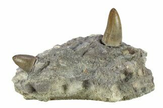 Two Fossil Crocodyliform (Goniopholidid) Teeth in Situ -Colorado #296692