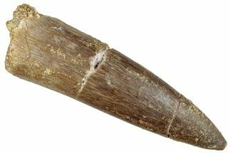 Fossil Plesiosaur (Zarafasaura) Tooth - Morocco #296382