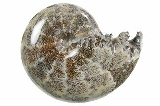 Polished Ammonite (Phylloceras) Fossil - Madagascar #297080