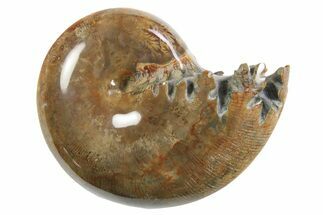 Polished Ammonite (Phylloceras) Fossil - Madagascar #297081