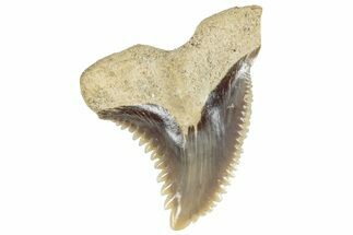 Fossil Shark Tooth (Hemipristis) - Bone Valley, Florida #297203
