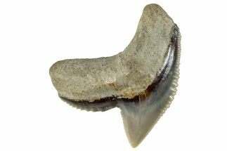 Fossil Tiger Shark (Galeocerdo) Tooth - Bone Valley, Florida #297213