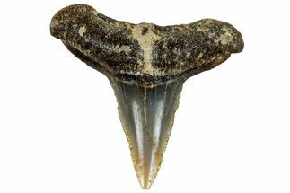 Fossil Shark Tooth - Bone Valley, Florida #297230