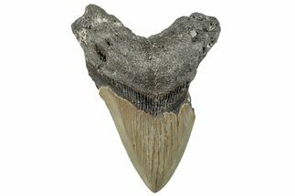Bargain, Fossil Megalodon Tooth - Serrated Blade #297281