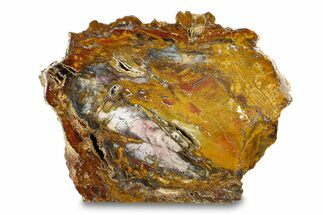 Polished Free-Standing Hubbard Basin Petrified Wood - Nevada #297294