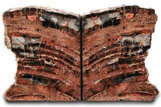 Tall, Arizona Petrified Wood Bookends - Red and Black #297314