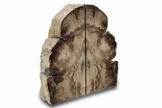 Tall, Petrified Wood Bookends - McDermitt, Oregon #297315