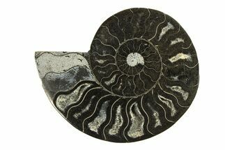 Cut & Polished Ammonite Fossil (Half) - Unusual Black Color #296291