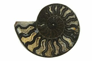 Cut & Polished Ammonite Fossil (Half) - Unusual Black Color #296301