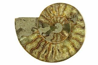 Cut & Polished Ammonite Fossil (Half) - Madagascar #296443