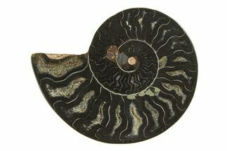 Cut & Polished Ammonite Fossil (Half) - Unusual Black Color #296305