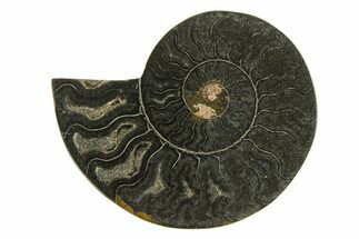 Cut & Polished Ammonite Fossil (Half) - Unusual Black Color #296318