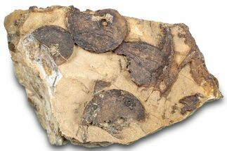 Detailed Jurassic Ammonites in Rock - Morocco #295352