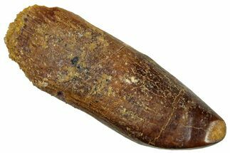 Fossil Sauropod Dinosaur (Titanosaur) Tooth - Morocco #297383