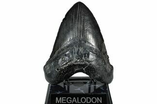 Robust, Fossil Megalodon Tooth - South Carolina #297415