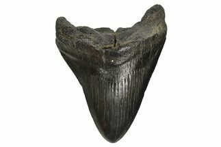 Bargain, Fossil Megalodon Tooth - South Carolina #297422