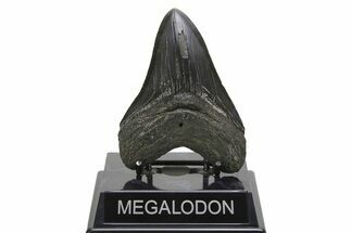 Fossil Megalodon Tooth - South Carolina #297426