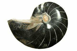 Polished Fossil Nautilus (Cymatoceras) - Unusual Black Color! #297163