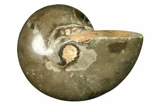 Polished Fossil Nautilus (Cymatoceras) - Unusual Dark Color! #297165