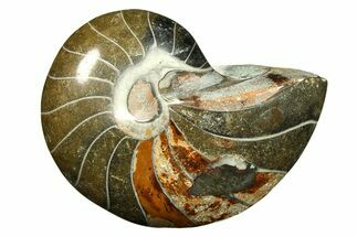 Polished Fossil Nautilus (Cymatoceras) - Unusual Dark Color! #297168