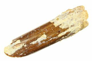 Fossil Sauropod Dinosaur (Rebbachisaurus) Tooth - Morocco #297396