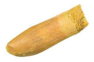 Fossil Sauropod Dinosaur (Titanosaur) Tooth - Morocco #297412