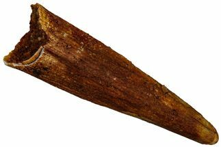 Fossil Pterosaur (Siroccopteryx) Tooth - Morocco #297016