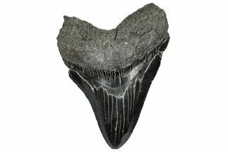 Serrated, Fossil Megalodon Tooth - South Carolina #297460