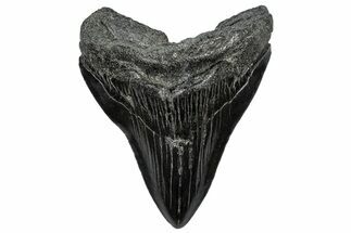 Fossil Megalodon Tooth - South Carolina #297472