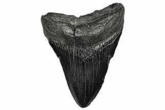 Fossil Megalodon Tooth - South Carolina #297488