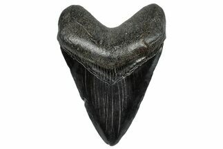 Fossil Megalodon Tooth - South Carolina #297490