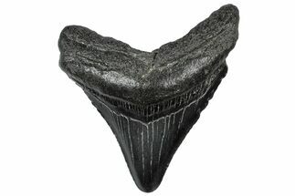 Serrated, Fossil Megalodon Tooth - South Carolina #297495
