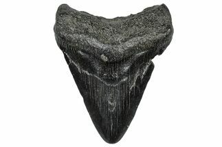 Fossil Megalodon Tooth - South Carolina #297509