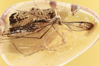 Large Fossil Crane Fly (Tipulidae) In Baltic Amber #296890