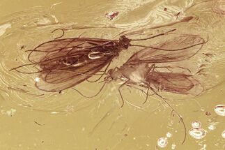 Two Fossil Caddisflies (Trichoptera) & Phoretic Mite In Baltic Amber #296953
