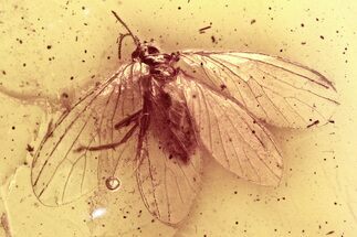 Detailed Fossil Dustywing (Coniopterygidae) In Baltic Amber #296958