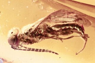 Detailed Fossil Wasp (Megalyridae) In Baltic Amber #296962
