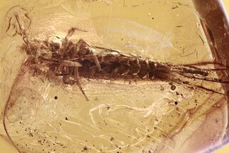 Detailed Fossil Bristletail and Spider In Baltic Amber #296974