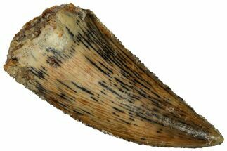 Serrated, Raptor Tooth - Real Dinosaur Tooth #296707