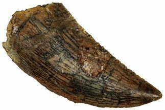 Serrated, Raptor Tooth - Real Dinosaur Tooth #296710